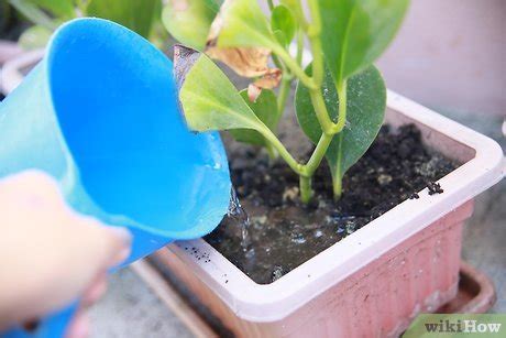 水澆太多怎麼辦|如何挽救浇了太多水的植物（包含图片）